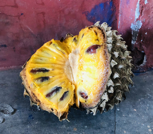 Annona purpurea - Soncoya Seeds