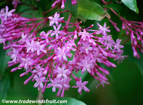 Fuchsia arborescens - Lilac Fuchsia Seeds Fuchsia arborescens - Lilac Fuchsia Seeds