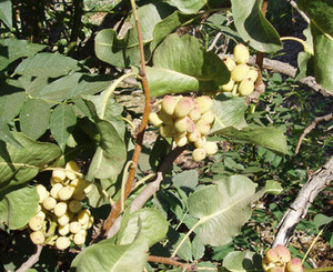 Pistacia vera - Pistachio Nut Seeds