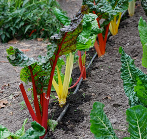 Bright Lights Swiss Chard Seeds