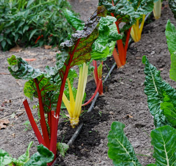 Bright Lights Swiss Chard Seeds