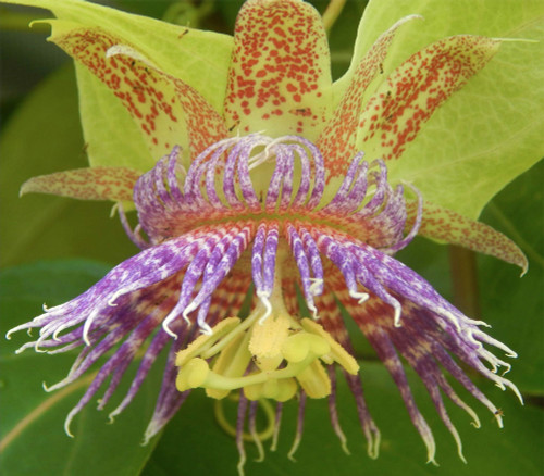 Passiflora maliformis - Sweet Calabash Seeds