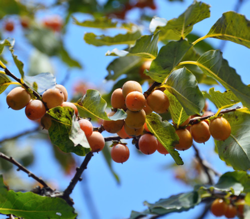 Diospyros lotus - Date Plum Seeds