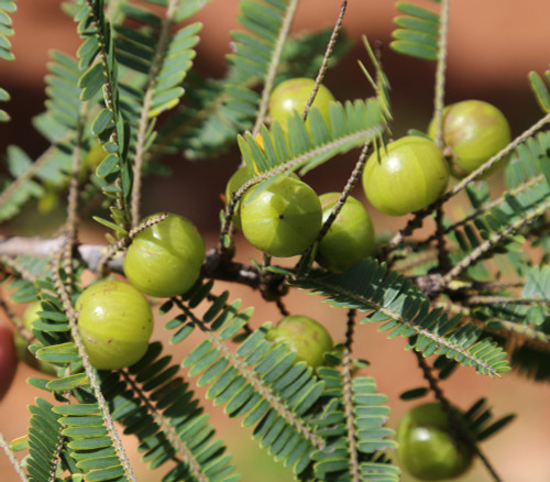 Phyllanthus emblica - Emblic Seeds Phyllanthus emblica - Emblic Seeds