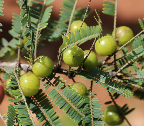Phyllanthus emblica - Emblic Seeds