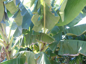 Musa paradisiaca - French Plantain Seeds