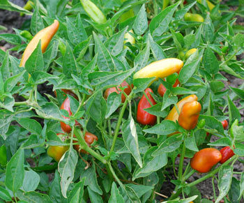 Jalapeno Pepper, Early Seeds