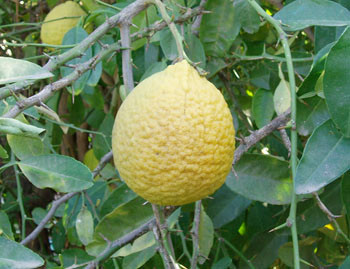 Citrus junos - Yuzu - Seeds