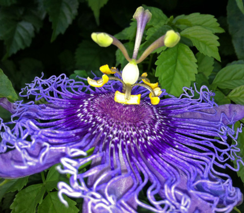 Passiflora incarnata - Maypop Seeds