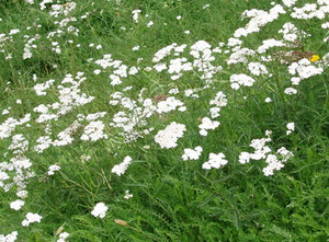 Achillea millefolium - Yarrow Seeds