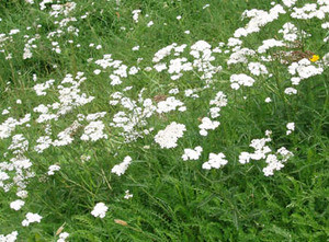 Achillea millefolium - Yarrow Seeds