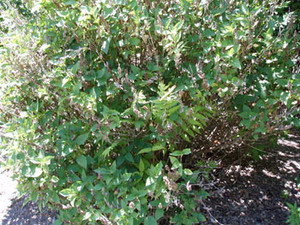 Pogostemon cablin - Patchouli Seeds