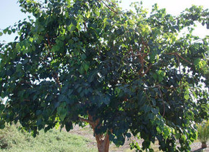 Ficus religiosa - Bo Tree Seeds