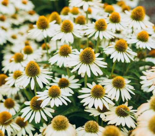 Echinacea purpurea - White Swan Echinacea Seeds