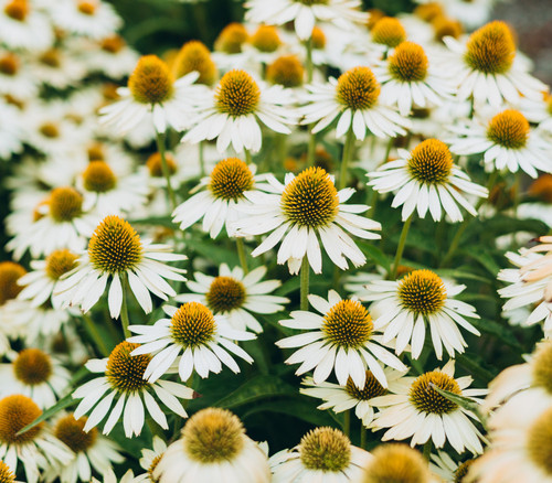 Echinacea purpurea - White Swan Echinacea Seeds