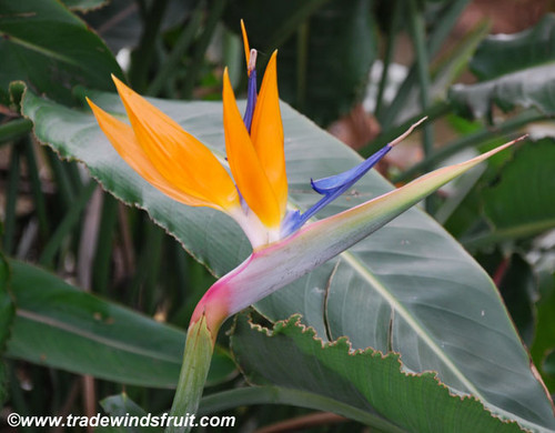 Strelitzia reginae - Bird of Paradise Seeds
