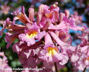 Tabebuia impetiginosa - Pink Trumpet Tree Seeds