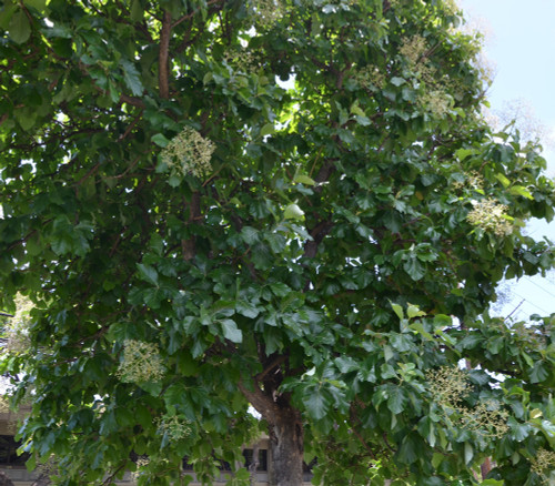 Tectona grandis - Teak Seeds Tectona grandis - Teak Seeds