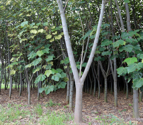 Ochroma pyramidale - Balsa Seeds