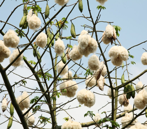 Ceiba pentandra - Kapok Seeds