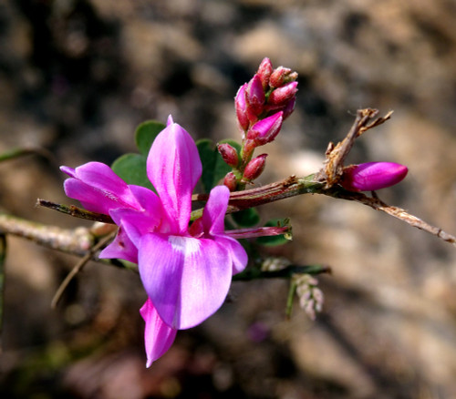 Indigofera tinctoria - True Indigo Seeds