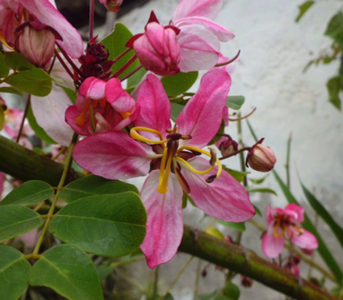 Cassia javanica - Pink Shower Tree