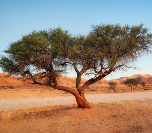 Acacia senegal - Gum Arabic Seeds Acacia senegal - Gum Arabic Seeds