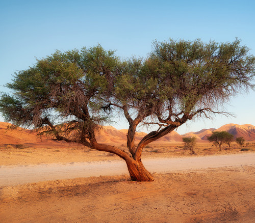 Acacia senegal - Gum Arabic Seeds