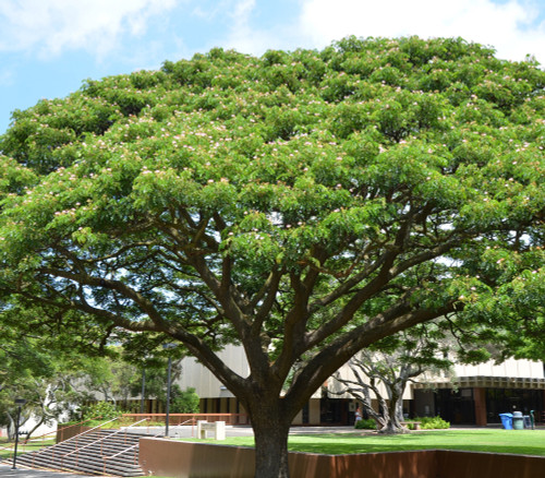 Samanea saman - Monkey Pod Seeds Samanea saman - Monkey Pod Seeds