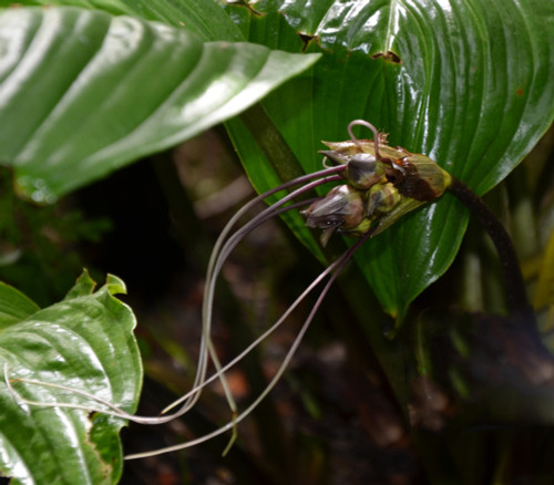 Tacca integrifolia - Bat Flower Seeds