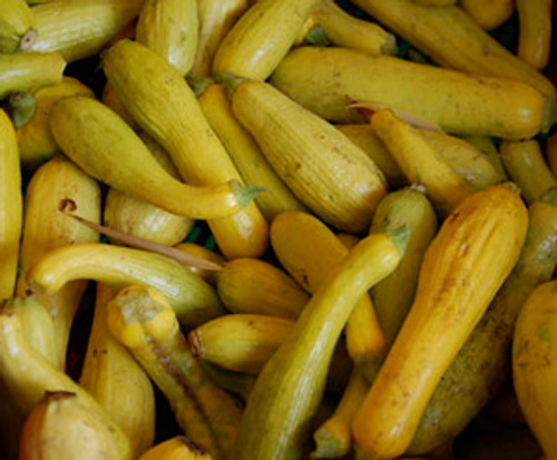 Early Crookneck Squash