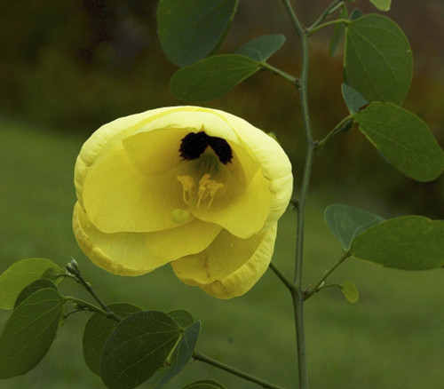 Bauhinia tomentosa - Yellow Bell Orchid Tree Seeds Bauhinia tomentosa - Yellow Bell Orchid Tree Seeds