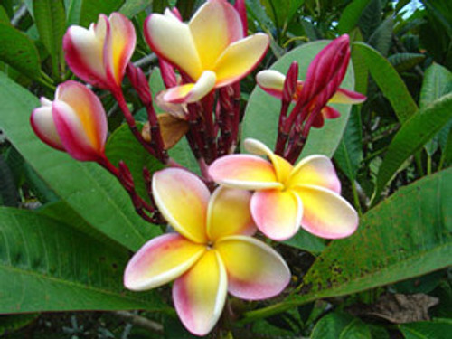 Plumeria sp.  - Plumeria