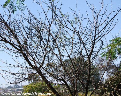 Acacia tortilis - Umbrella Thorn Acacia Seeds