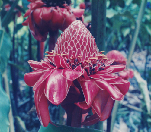 Etlingera elatior - Red Torch Ginger Seeds Etlingera elatior - Red Torch Ginger Seeds