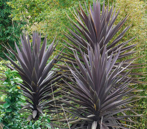 Cordyline australis purpurea - Giant Purple Dracaena Seeds