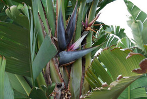 Strelitzia nicolai - White Bird of Paradise Seeds Strelitzia nicolai - White Bird of Paradise Seeds