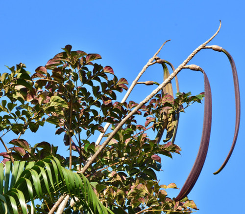 Oroxylum indicum - Midnight Horror Seeds