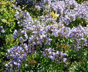 Agapanthus africanus - Lily of the Nile Seeds