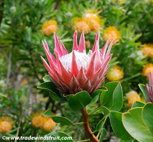 Protea cynaroides - King Protea Seeds