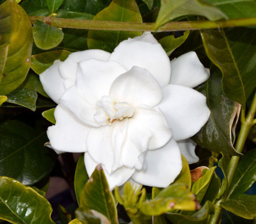Gardenia jasminoides - Gardenia Seeds Gardenia jasminoides - Gardenia Seeds