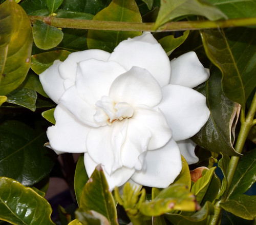 Gardenia jasminoides - Gardenia Seeds