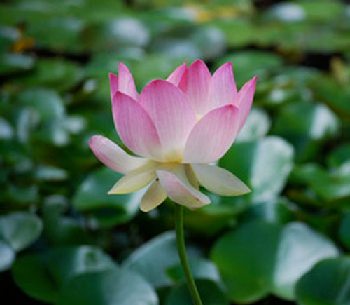 Nelumbo nucifera - Sacred Lotus Flower Seeds Nelumbo nucifera - Sacred Lotus Flower Seeds