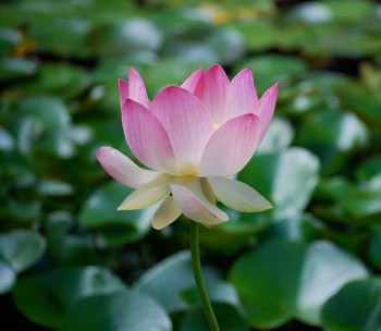 Nelumbo nucifera - Sacred Lotus Flower Seeds