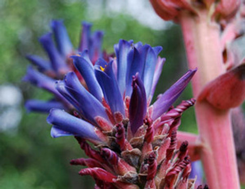 Puya venusta - Chagualillo Seeds Puya venusta - Chagualillo Seeds
