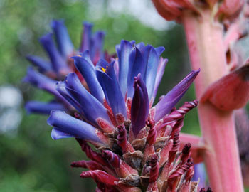 Puya venusta - Chagualillo Seeds