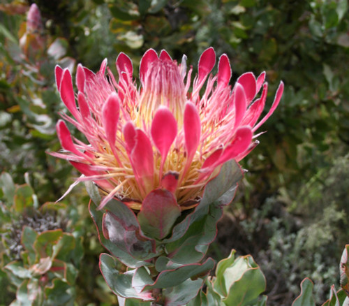 Protea eximia - Broadleaf Sugarbush Seeds