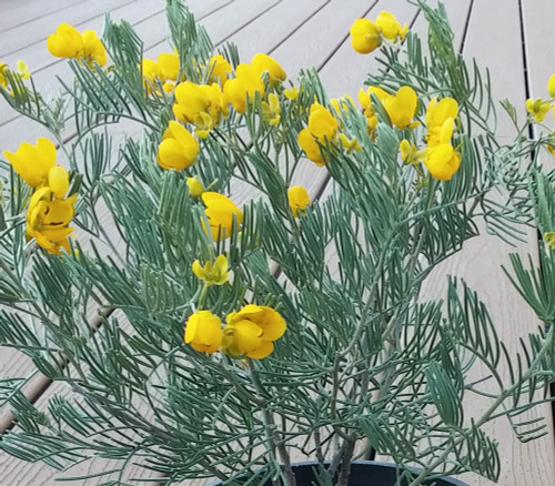 Cassia sturtii - Gray Desert Senna