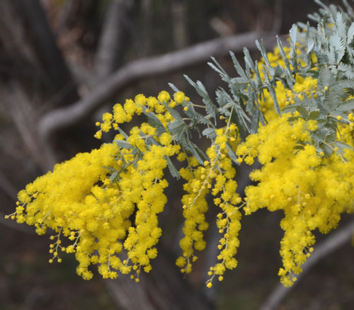Acacia baileyana - Cootamundra Wattle Seeds