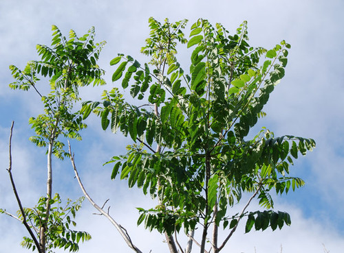 Toona sinensis - Chinese Mahogany Seeds